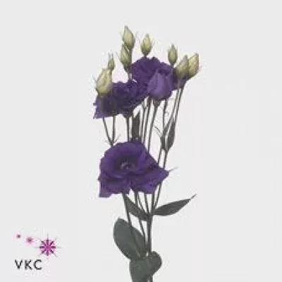 Jícnovka G CESSNA BLUE 75cm/5+