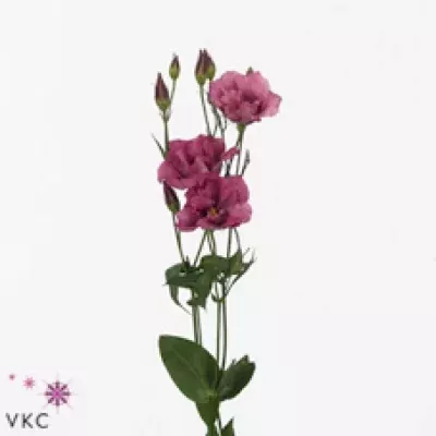 Jícnovka G CESSNA RED 75cm/5+