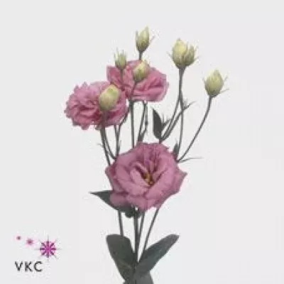 Jícnovka G CESSNA ROSE 75cm/4+