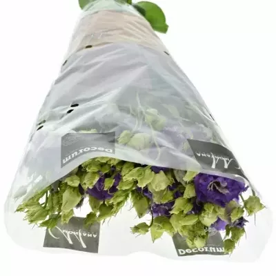 Jícnovka G COREL DELFT BLUE 70cm/5+