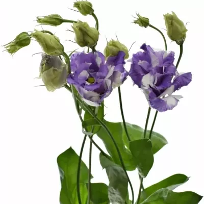 Jícnovka G CORELLI DELFT BLUE 70cm/5+