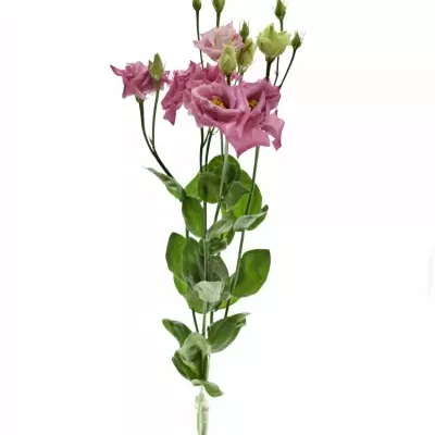 Jícnovka G CORELLI ROSE 70cm/5+