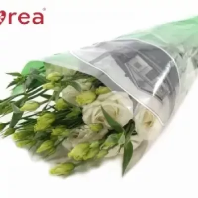Jícnovka RUSSELLIANUM G CORELLI WHITE 70cm/7+