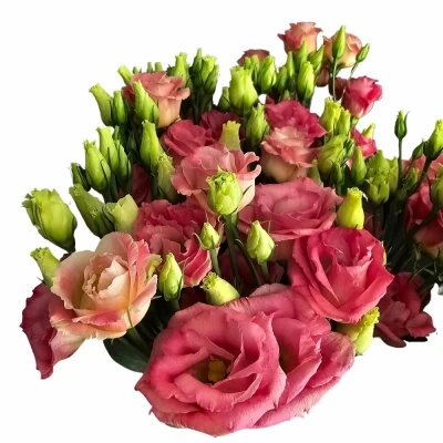 Jícnovka G CROMA BRIDAL CHAMPAGNE