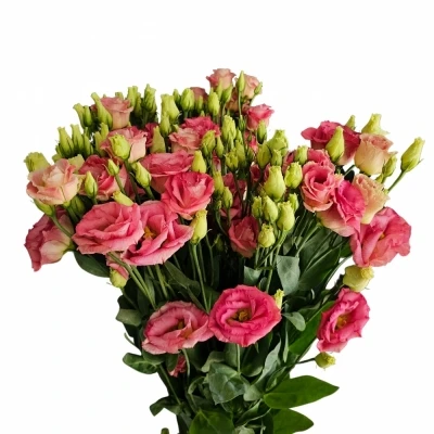 Jícnovka G CROMA BRIDAL CHAMPAGNE 70cm/5+