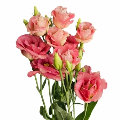 Jícnovka G CROMA BRIDAL CHAMPAGNE