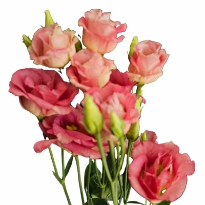 Jícnovka G CROMA BRIDAL CHAMPAGNE