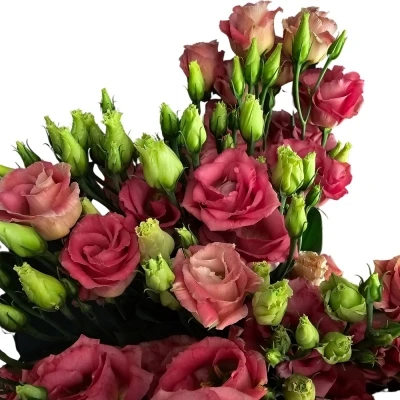 Jícnovka G CROMA BRIDAL CHAMPAGNE