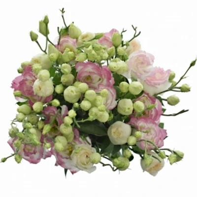 Jícnovka G CROMA BRIDAL KISS