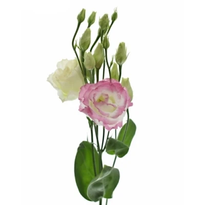 Jícnovka G CROMA BRIDAL KISS 70cm/5+