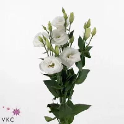 Jícnovka G JASNY WHITE 70cm/5+