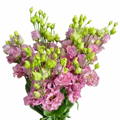 Jícnovka G JULIUS GRAPE 70cm/5+