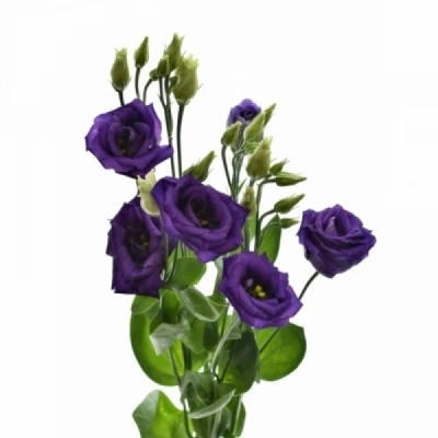 Jícnovka G MINUET DARK PURPLE 70cm/5+