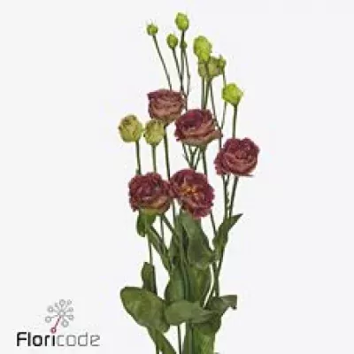 Jícnovka G ROSANNE BROWN 70cm/5+