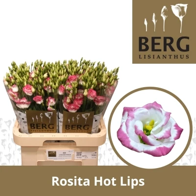 Jícnovka G ROSITA HOT LIPS 70cm/5+