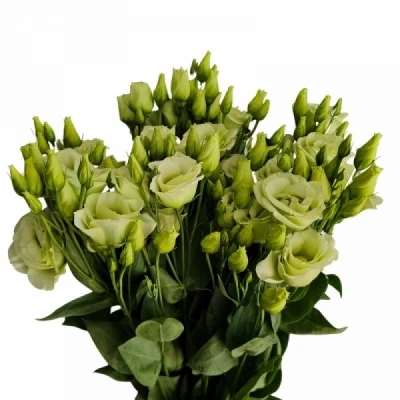 Jícnovka RUSSELIANUM G ROSITA JADE 70cm/5+