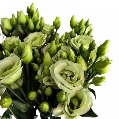 Jícnovka G ROSITA JADE