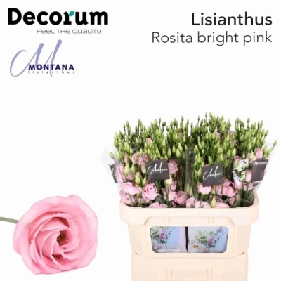 Jícnovka G ROSITA LIGHT PINK