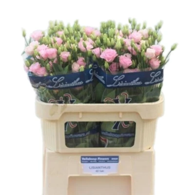 Jícnovka G ROSITA LIGHT PINK