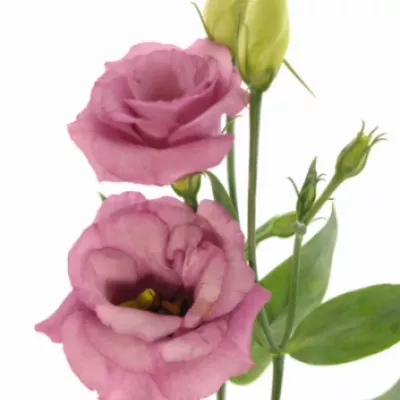 Jícnovka G ROSITA ROSE PINK 70cm/5+
