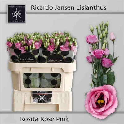 Jícnovka G ROSITA ROSE PINK 70cm / 5 +