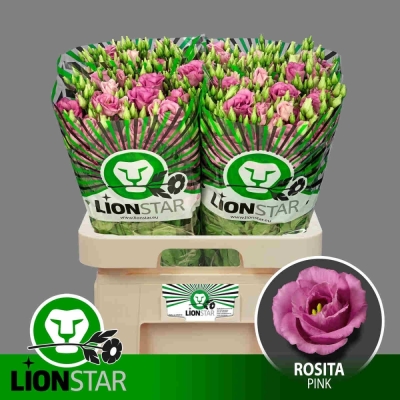 Jícnovka G ROSITA ROSE PINK 70cm / 5 +