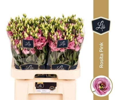 Jícnovka G ROSITA ROSE PINK 70cm / 5 +
