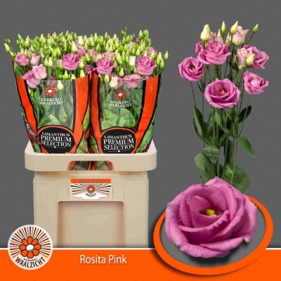 Jícnovka G ROSITA ROSE PINK 70cm / 5 +