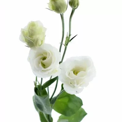Jícnovka G ROSITA WHITE 70cm/5+