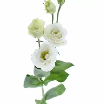 Jícnovka G ROSITA WHITE 50cm/2+