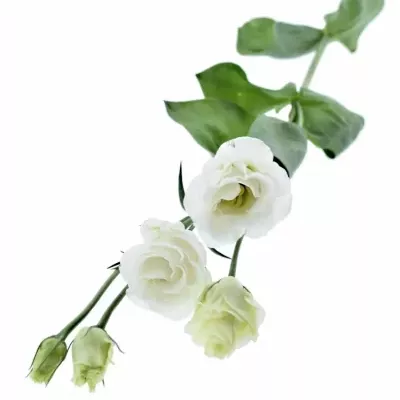 Jícnovka G ROSITA WHITE 50cm/2+