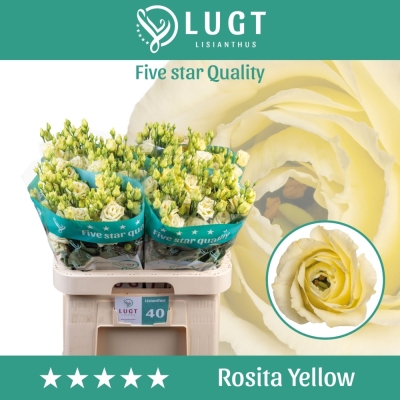 Jícnovka G ROSITA YELLOW 70cm/3+