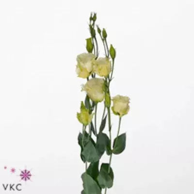 Jícnovka G SAVANNE YELLOW 65cm/5+