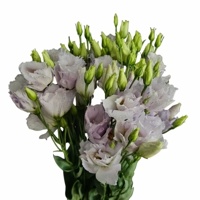 Jícnovka G STRACCIATELLA LAVANDER 70cm/5+