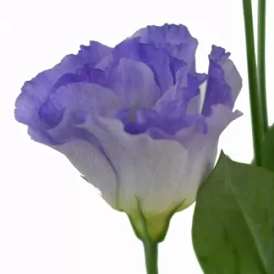 Jícnovka G SURPRISE MISTY BLUE 70cm/5+