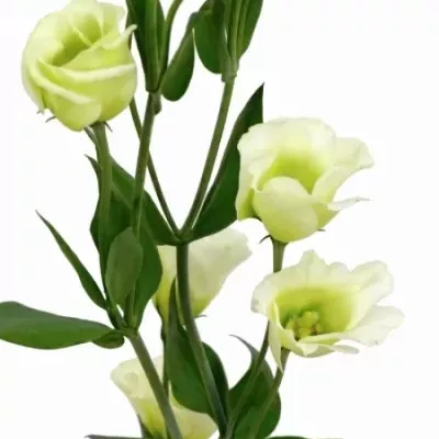 Jícnovka E PICCOLO GREEN 75cm/5+