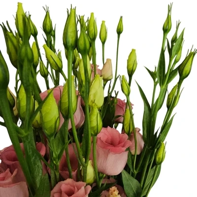 Jícnovka PICCOLO ROSE 65cm