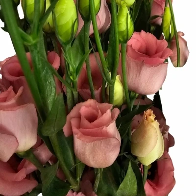 Jícnovka PICCOLO ROSE 65cm