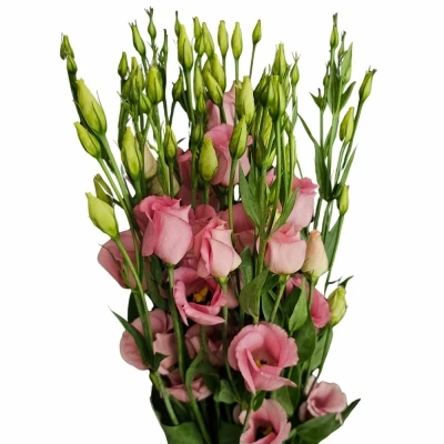 Jícnovka PICCOLO ROSE 65cm