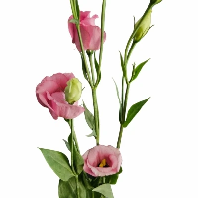 Jícnovka PICCOLO ROSE 65cm