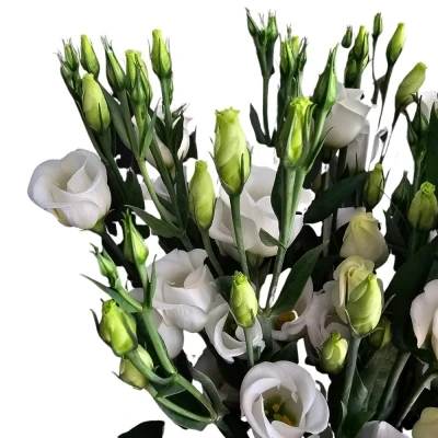 Jícnovka PICCOLO WHITE 65cm/4+