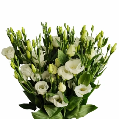 Jícnovka PICCOLO WHITE 65cm/4+