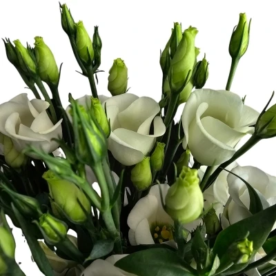 Jícnovka PICCOLO WHITE 65cm/4+