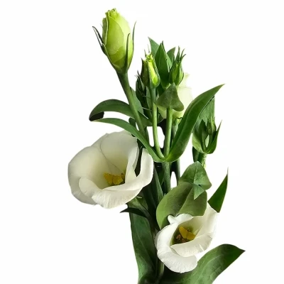 Jícnovka PICCOLO WHITE 65cm/4+