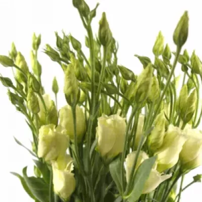 Jícnovka PICCOLO YELLOW 65cm/4+