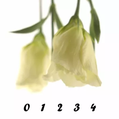 Jícnovka PICCOLO YELLOW 65cm/4+