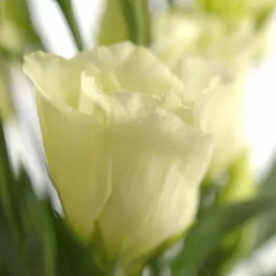 Jícnovka PICCOLO YELLOW 65cm/4+