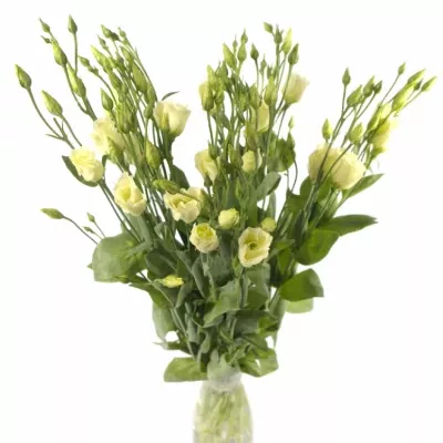 Jícnovka PICCOLO YELLOW 65cm/4+