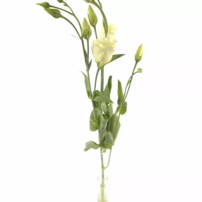 Jícnovka PICCOLO YELLOW 65cm/4+