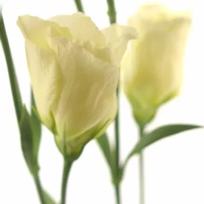 Jícnovka PICCOLO YELLOW 65cm/4+